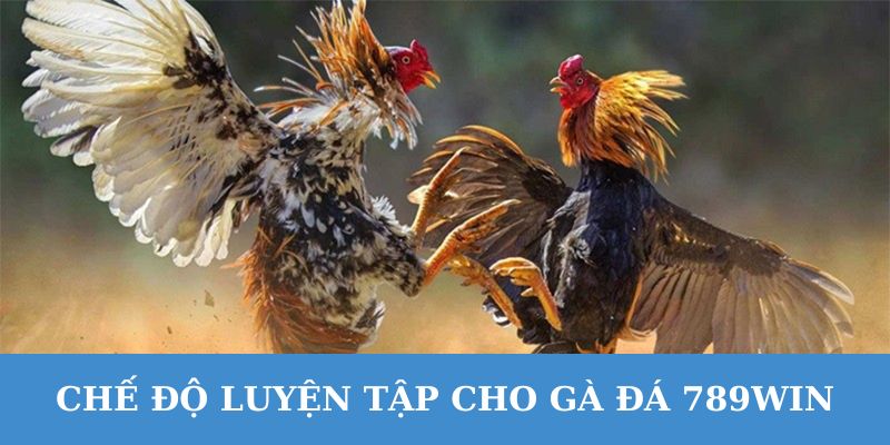 Chăm sóc gà đá 789WIN hiệu quả là phải kết hợp luyện tập