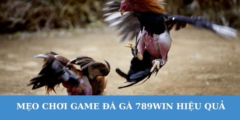 Chăm sóc gà đá 789WIN thành chiến kê mạnh mẽ giúp bạn thắng lợi lớn.