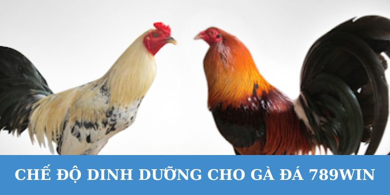 Khi chăm sóc gà đá 789WIN nên chú ý để chế độ dinh dưỡng.